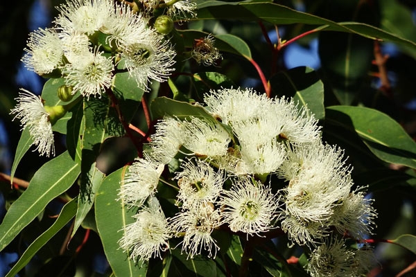 Blahovičník kulatoplodý ( Eukalyptus )