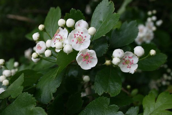 Hloh obecnýHloh obecný