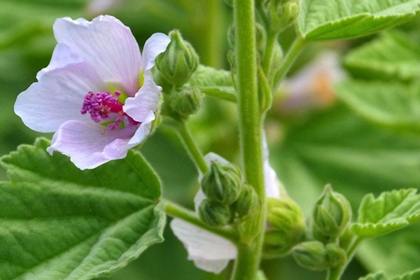 Ibišek: Mocné léčivé vlastnosti