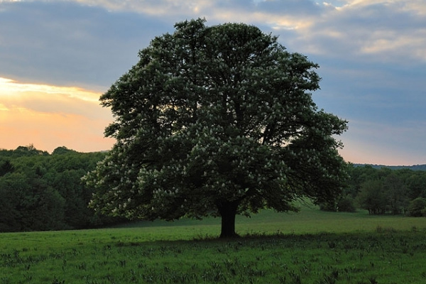 Kaštan (Jírovec maďal)