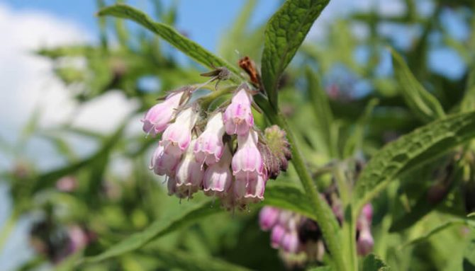Jak pěstovat a sbírat kostival lékařský?