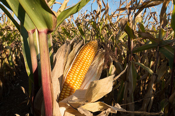Kukuřice setá