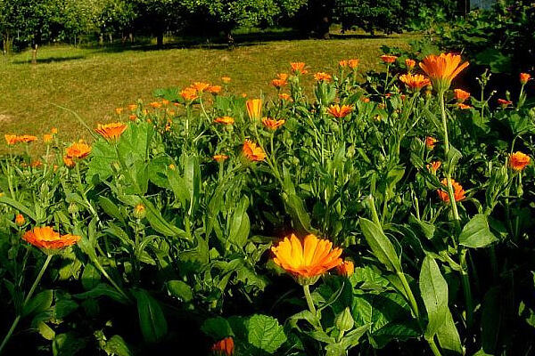 Měsíček lékařský