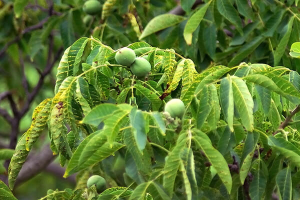 Ořešák královský