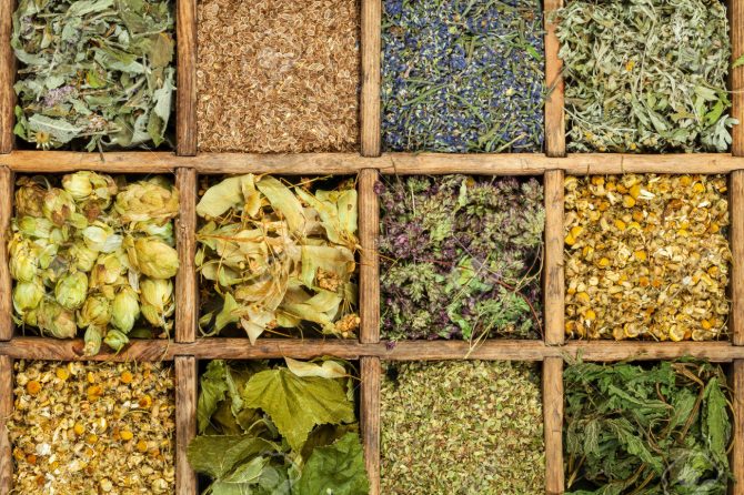 Léčivé rostliny: Sběr a zpracovánív