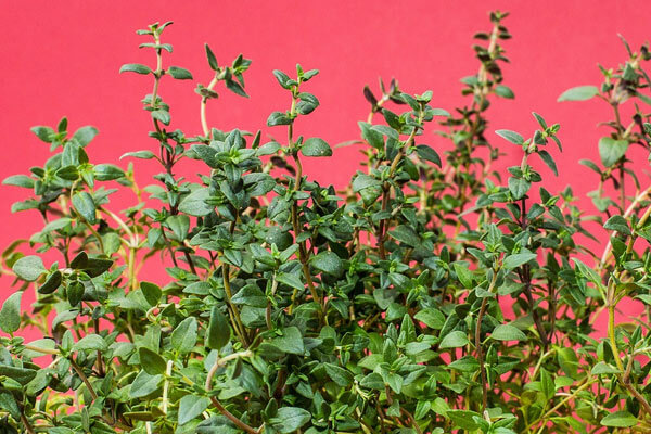 Rozmarýn lékařský