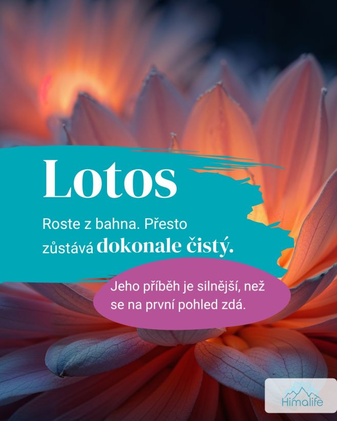 🪷 To nejkrásnější někdy rozkvete tam, kde bychom to vůbec nečekali. Přesně takový je příběh lotosu. Po staletí symbolizuje...