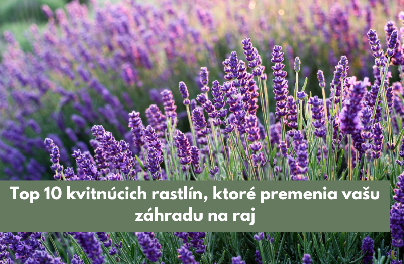 Top 10 kvitnúcich rastlín, ktoré premenia vašu záhradu na raj