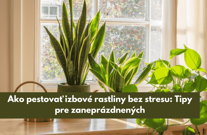 Ako pestovať izbové rastliny bez stresu: Tipy pre zaneprázdnených