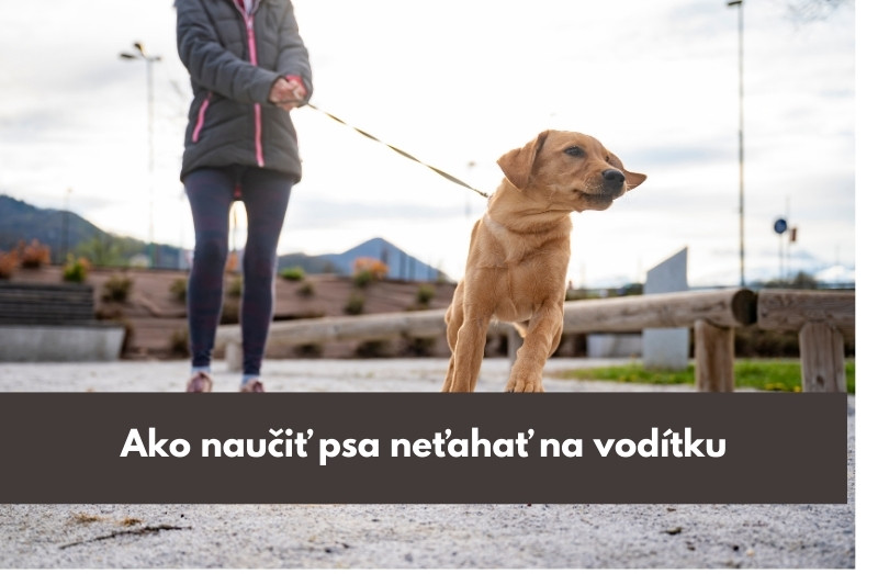 Ako naučiť psa neťahať na vodítku