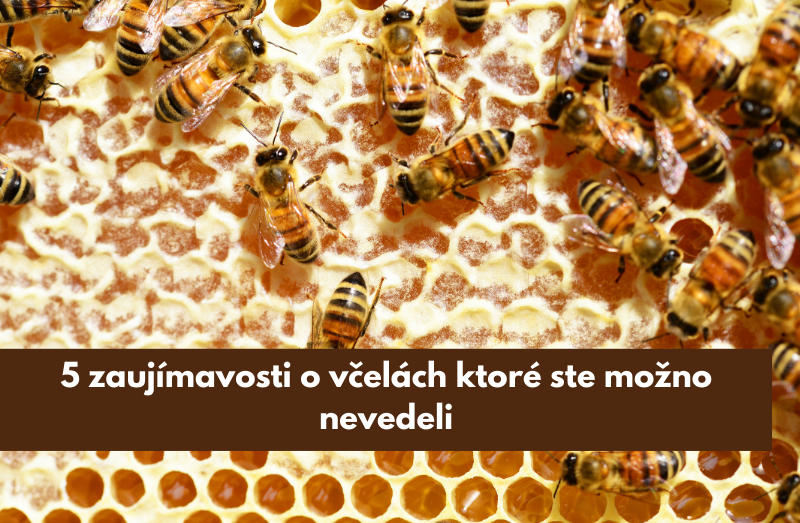 5 zaujímavosti o včelách ktoré ste možno nevedeli
