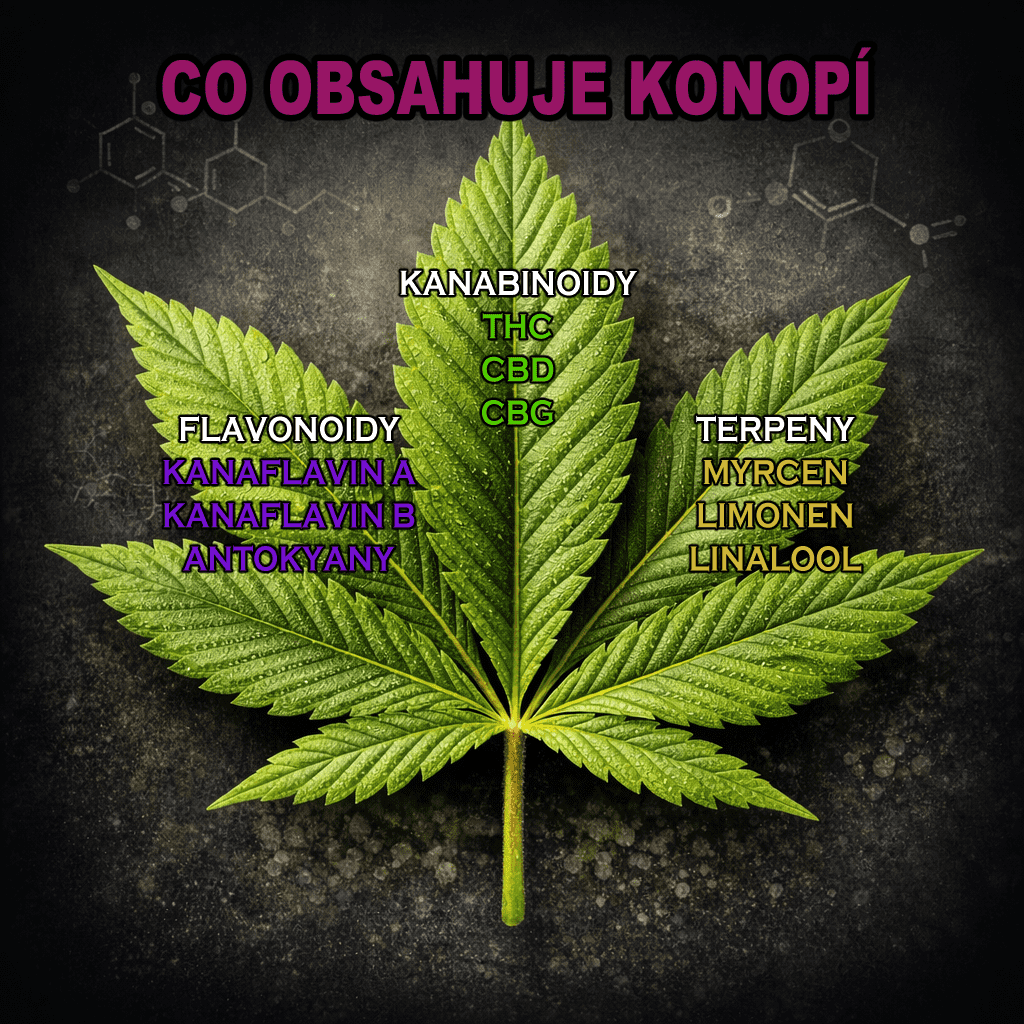 Co obsahuje konopí? Kanabinoidy, terpeny, flavonoidy a další látky