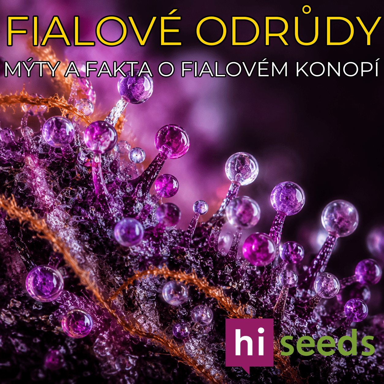 Fialové odrůdy: Mýty a fakta o fialovém konopí