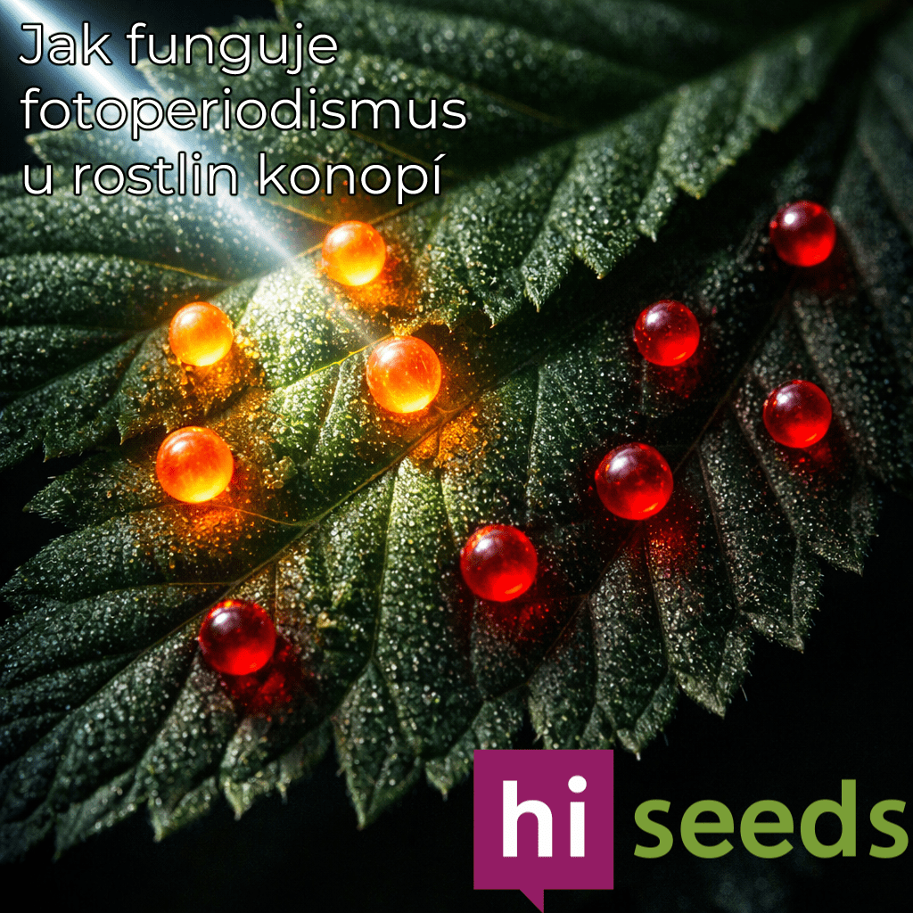 Jak funguje fotoperiodismus u rostlin konopí