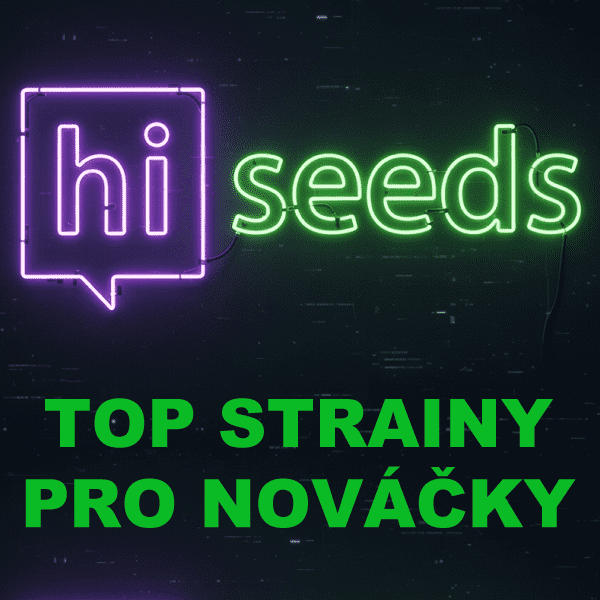 Nejlepší odrůdy konopí pro začínající pěstitele