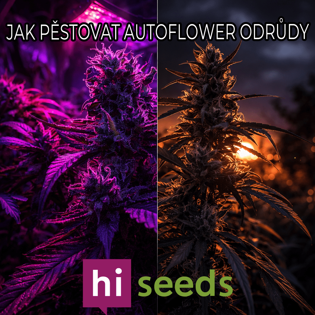 Jak pěstovat autoflower odrůdy: Kompletní průvodce samonakvétačkami