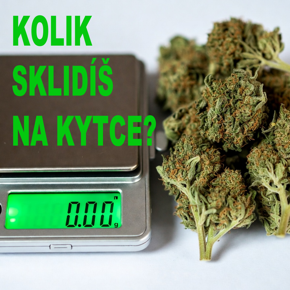 Kolik sklidím z jedné rostliny konopí