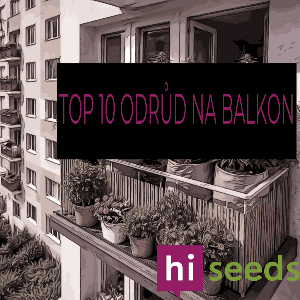 Top 10 nejlepších odrůd konopí pro pěstování na balkonu nebo terase