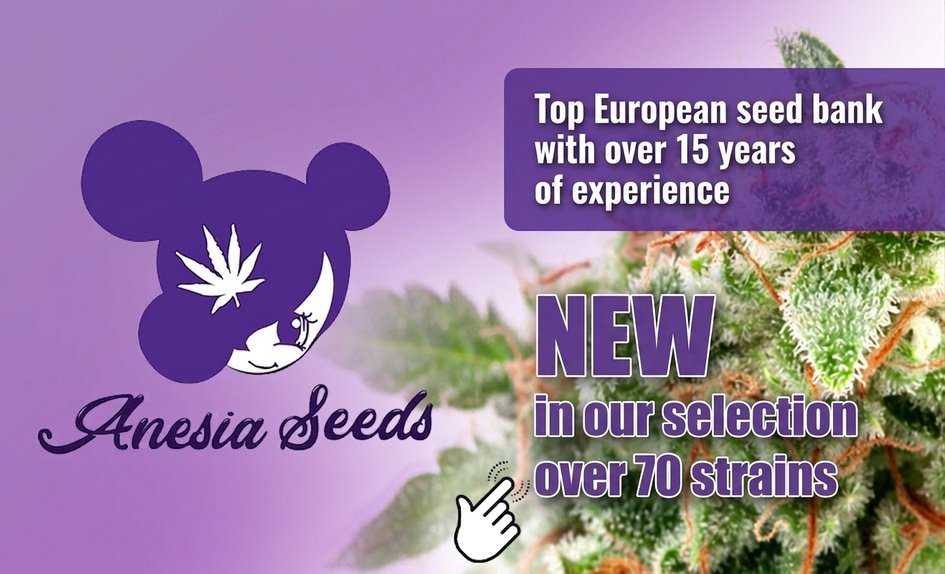 Anesia Seeds NE