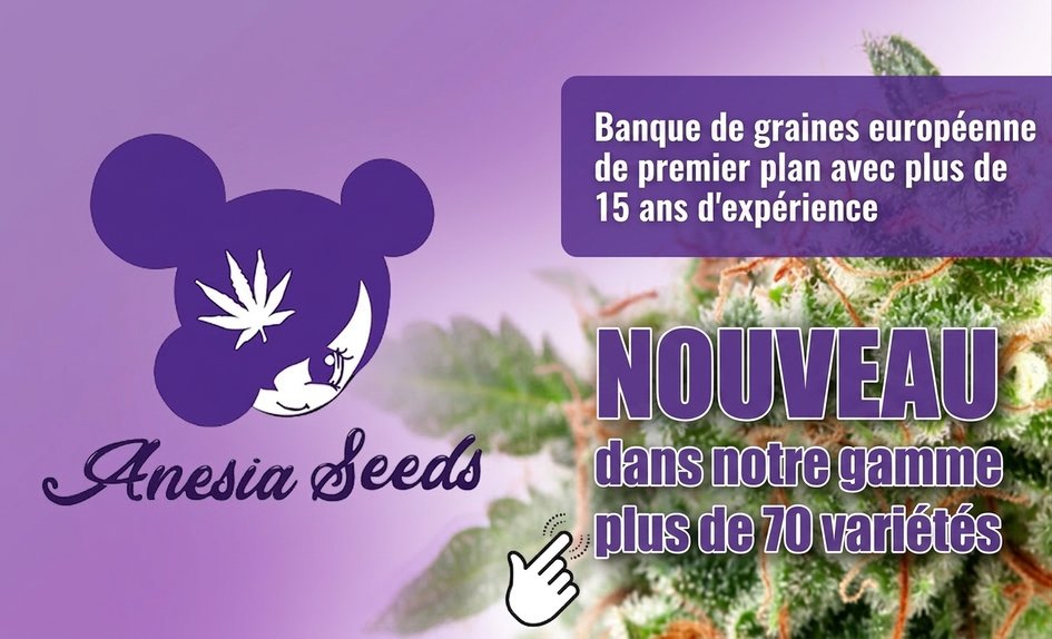 Anesia Seeds FR
