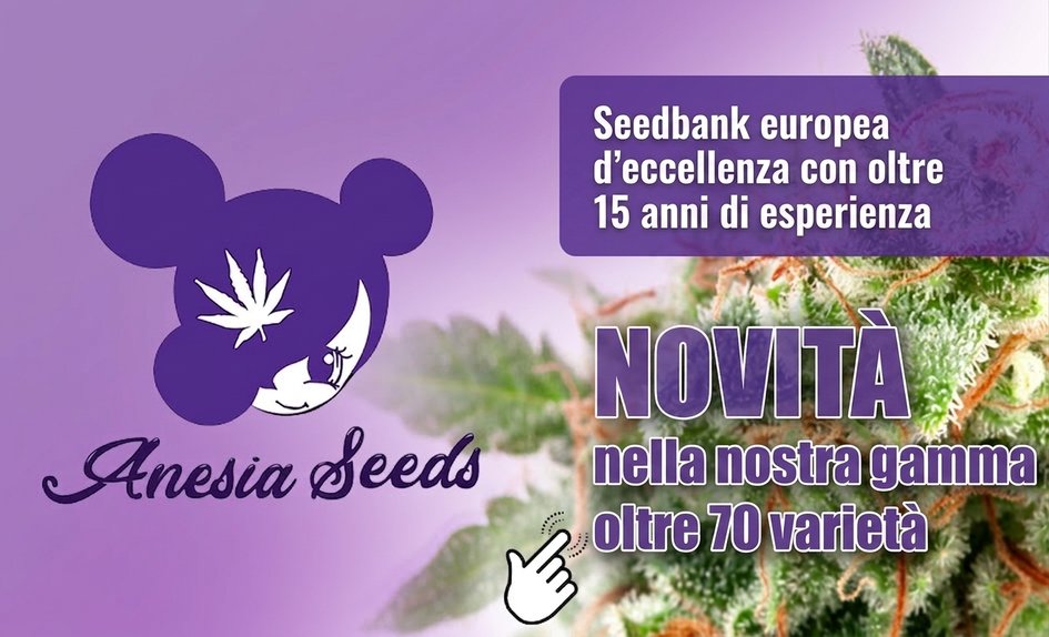 Anesia Seeds IT