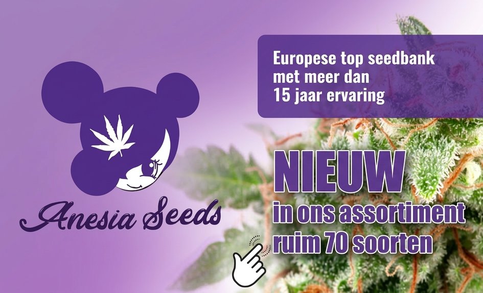 Anesia Seeds NL