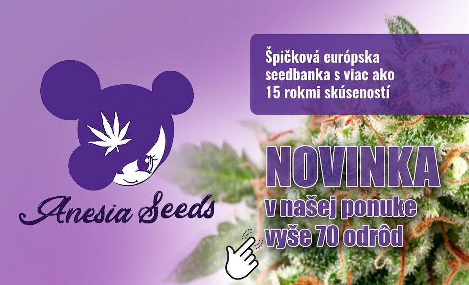 Anesia Seeds SK