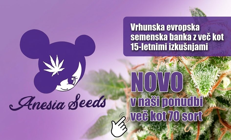 Anesia Seeds SL