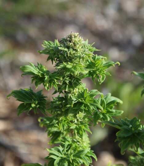 Australian Bastard Cannabis (ABC) | Annunaki Genetics Foto: Annunaki Genetics