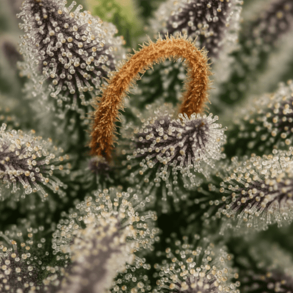 detail-trichomy_optimized