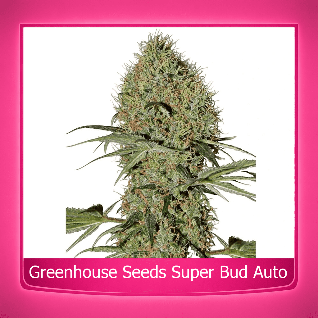 ghssuperbudauto_optimized