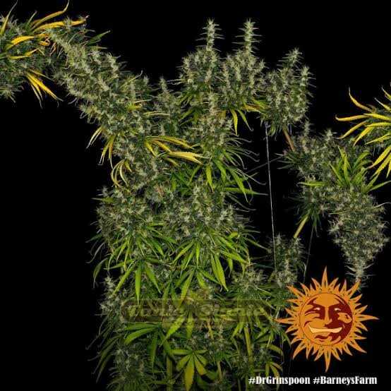 Dr. Grinspoon | Barney’s Farm Foto: Barney’s Farm
