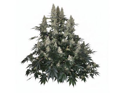 Generated Image October 29, 2025 10 58AM