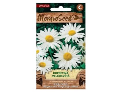 28296 1 seminka moravoseed kopretina velkokveta bila 31480