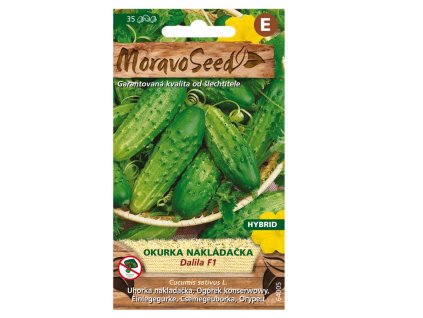 Semínka MoravoSeed Okurka nakládačka hruboostná DALILA F1 - hybrid, 35s