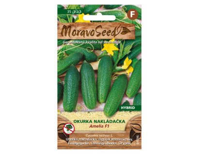 Semínka MoravoSeed Okurka nakládačka jemnoostná AMELIA F1 - hybrid, 40s
