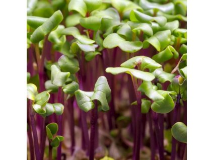 2971073c0fb444189ac4b76ccb1788d6 microgreens cervene zeli