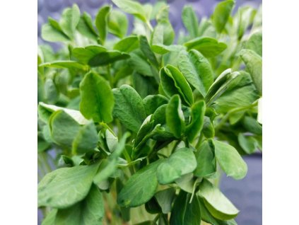 36770 1 hrach sety maple leaf na microgreens 100 g