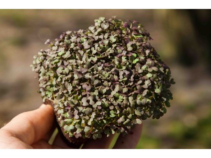 mizuna red microgreens held in hand