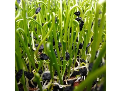 37127 1 por zahradni na microgreens 50 g