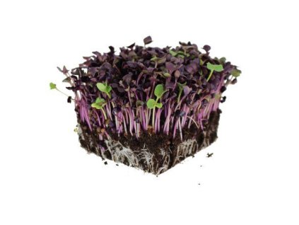 RadishSango c519344b 55b3 47ea 886f 17e48ecb6398