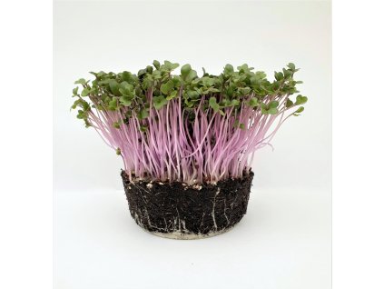 růžová kedlubna higa