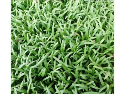 253 3 spenat microgreens