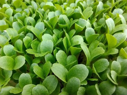 188 2 salat microgreens