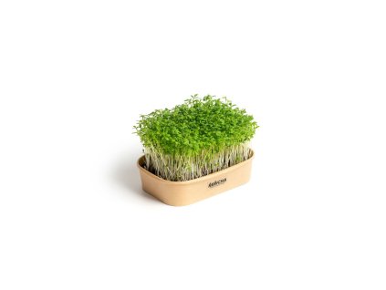 43024 sada pro domaci pestovani microgreens rericha