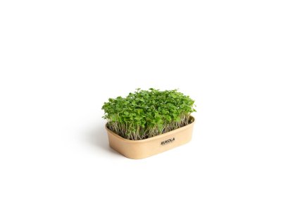 43027 sada pro domaci pestovani microgreens rukola