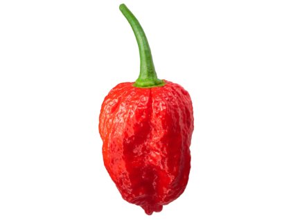 chilli NAGA MORICH