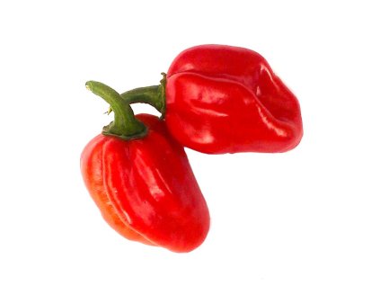 red savina habanero 10 x seeds 171 p