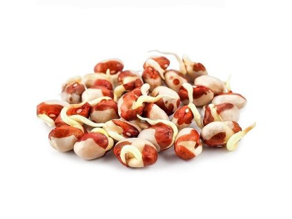 vyr 2944FAZOLE ADZUKI seminka na kliceni 50g