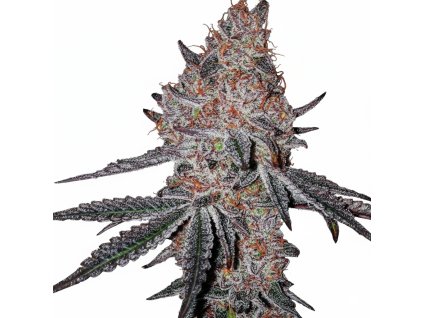 Strawberry Cookies OG